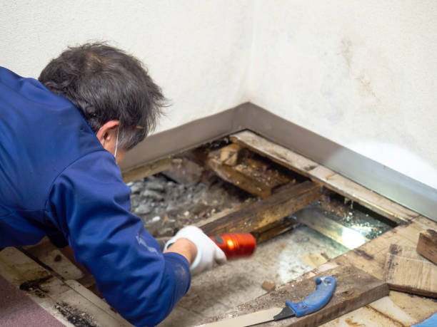 Best Mold Testing  in Warrenton, OR