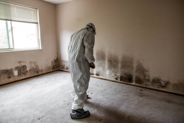 Best Office Mold Removal Services  in Warrenton, OR