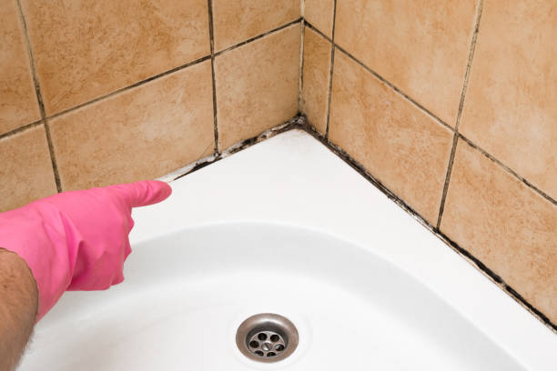 Mold Removal Process in Warrenton, OR