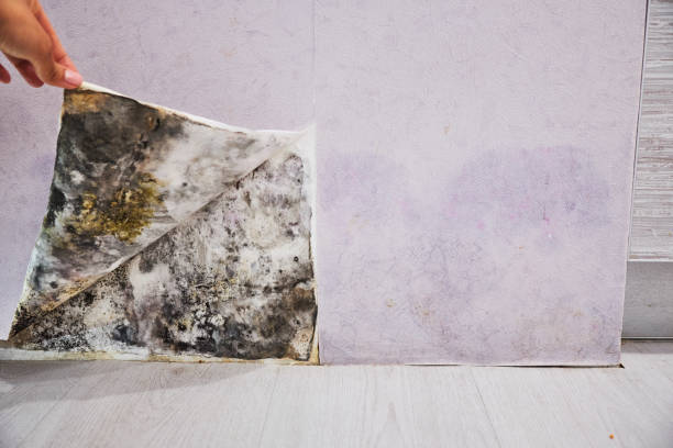 Best Fast Mold Removal  in Warrenton, OR